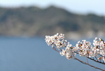 島根半島の桜