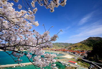 島根半島の桜