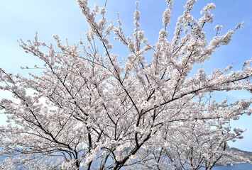 島根半島の桜