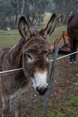 portrait of a donkey