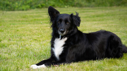 Fototapeta premium Hund liegt auf Wiese