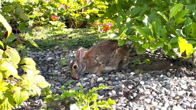 A cute cottontail rabbit eats a carrot in a cottage garden. High quality 4k footage