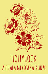 Vector drawings HOLLYHOCK. Hand drawn illustration. Latin name ALTHAEA MEXICANA .