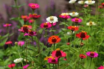 Obraz na płótnie Canvas Youth-and-age, or common zinnia flowers in a garden