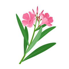 Vector illustration, nerium oleander, isolated on white background.
