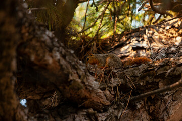 squirrel in a tree