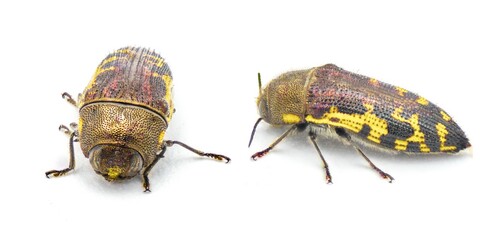 Flat headed Bald Cypress Sapwood borer Beetle - Acmaeodera pulchella - small yellow and black metallic insect with bee mimic qualities in color and pattern.  Isolated on white background two views
