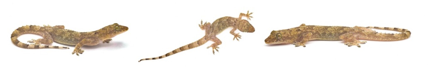 tropical, Afro American or cosmopolitan house gecko - Hemidactylus mabouia - a common parthenogenic lizard that has spread throughout the world.  Isolated on white background three views
