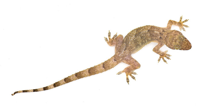 tropical, Afro American or cosmopolitan house gecko - Hemidactylus mabouia - a common parthenogenic lizard that has spread throughout the world.  Isolated on white background top dorsal view
