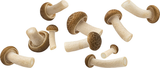 Falling Shimeji mushroom collection, brown beech mushrooms isolated