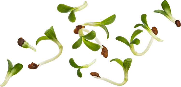 Falling young microgreen leaves, fresh broccoli sprouts
