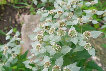 Apiaceae Herb with Tiny White Flowers
