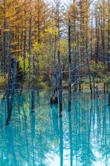 黄葉のカラマツ林と青い池　美瑛町
