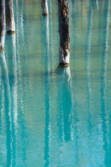 古木を映す秋の青い池の湖面　美瑛町