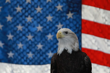 Naklejka premium american bald eagle and american flag