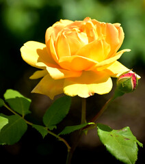 Yellow Rose in the garden