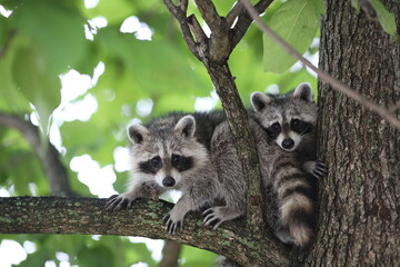 raccoons on tree