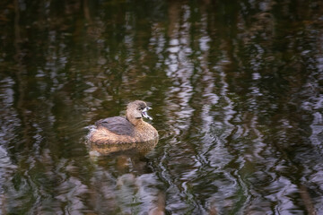 Pied-Billed Grebe in breeding colors swimming with beak open calling