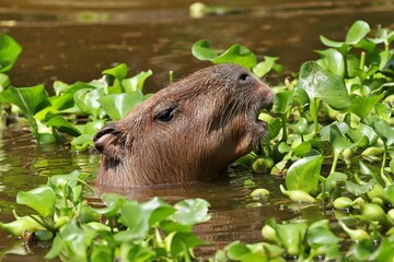 水に入り水草を食べるカピバラ