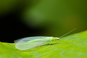 Side view of a Green lacewing (Chrysopidae family) sitting on a vine leaf.