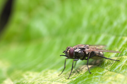 Stable fly, barn fly, biting house fly, dog fly, power mower fly (Stomoxys calcitrans) with an extended proboscis intended for stinging, sitting on a green leaf.