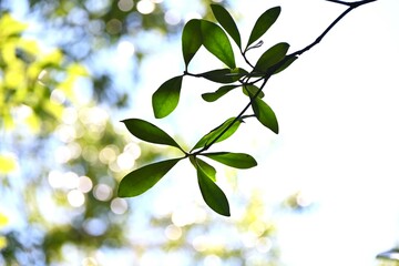 Japanese ternstroemia ( Ternstroemia gymnanthera ) terr and leaves.Pentaphylacaceae evergreen tree native to Japan. It is a windproof, floodproof and fireproof tree.