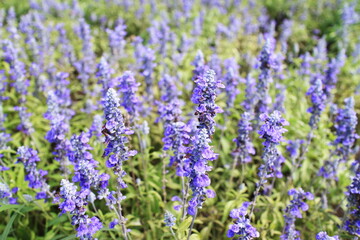 夏に満開に咲くブルーサルビアの花