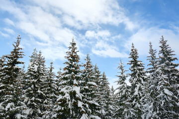 Scenic landscape with fir forest and blue sky of the european Alps in winter. Snowy day in the mountains