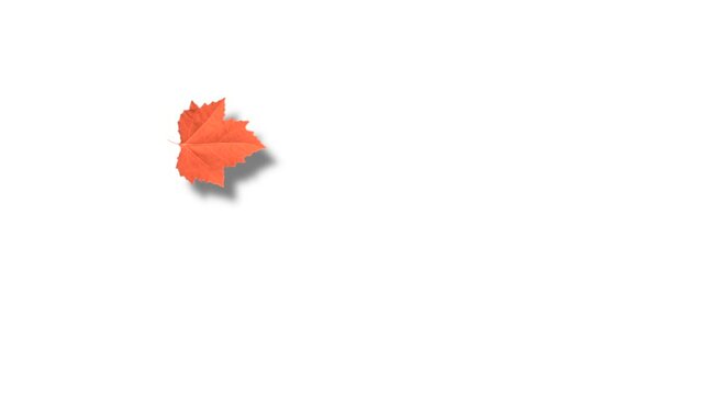 Single autumn leaf falling on white