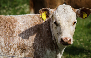 portrait of a cow