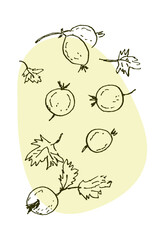 Colorful grunge print with gooseberry berries. Perfect for tee, sticker, postcard, poster. Hand drawn isolated vector illustration.