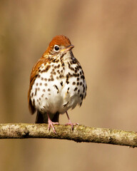 Wood Thrush