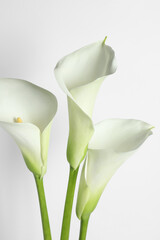 Beautiful calla lily flowers on white background