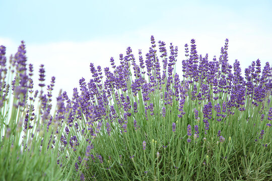 Beautiful blooming lavender growing under blue sky