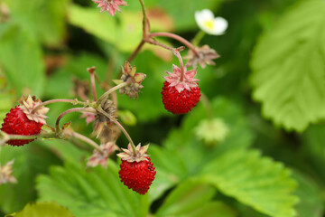 Small wild strawberries growing outdoors, space for text. Seasonal berries