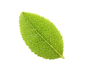Fototapeta na wymiar One green bilberry leaf isolated on white, top view