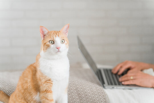 パソコンを使う男性と一緒にいる猫
