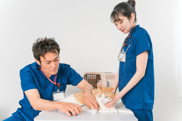 動物病院で獣医師に診察を受ける猫と飼い主のアジア人女性（ペット・爪切り）
 - obrazy, fototapety, plakaty