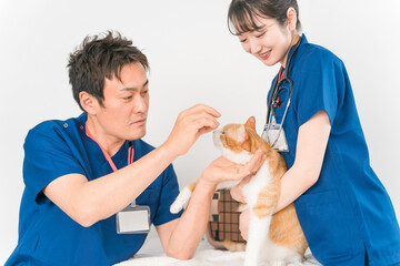 動物病院で獣医師に診察を受ける猫と飼い主のアジア人女性（ペット）
