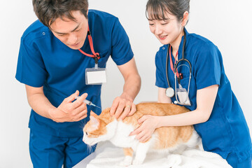 猫にワクチン・注射を打つ獣医

