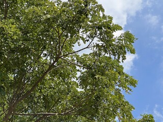 Fototapeta premium green leaves in the garden