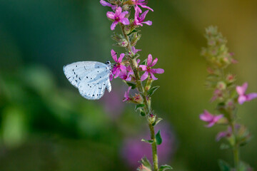 A small blue butterfly isolated on purple flower in Greece. Celastrina argiolus.