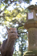 奈良 夏の春日大社に暮らす可愛らしい野生の鹿