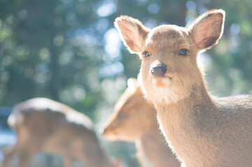 奈良 好奇心旺盛な瞳をした春日大社に暮らす野生の子鹿
