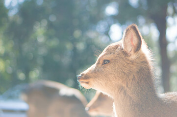 奈良 好奇心旺盛な瞳をした春日大社に暮らす野生の子鹿
