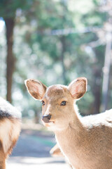 奈良 好奇心旺盛な瞳をした春日大社に暮らす野生の子鹿