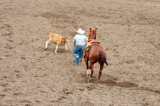 Calf Roping Images – Browse 2,585 Stock Photos, Vectors, and Video