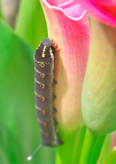 スズメ蛾の幼虫