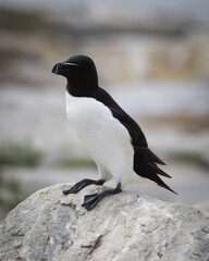 Fototapeta premium Sea Birds on a Rock