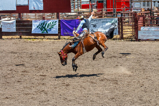 A cowboy is riding a bucking bronco at a rodeo in an arena. The horse has all four legs off the ground. The cowboy is wearing blue with a black vest. They are in front of a gate and signs.